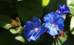 Ceratostigma plumbaginoides 2022.JPG