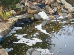 Mousse sur bassin.jpg