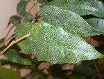 FICUS1.JPG