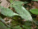FICUS2.JPG