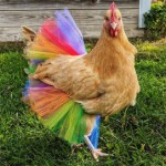 Poule en tutu.jpg