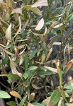phillyrea angustifolia