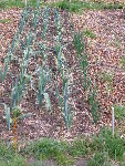 Poireaux et oignons plantés l'année passée.