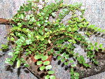pilea.jpg