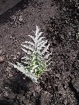 plant de cardon! nous ne l'arrachons jamais, paillé, il repart tous les ans !