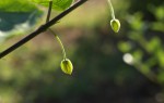 Abutilon 2.JPG