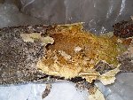 creme2.JPG