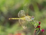 Sympetrum fonscolombii, femelle 22 (2).JPG