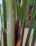 Plante 1.jpg