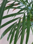 Plante 3.jpg