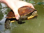 Tortue Cistude.jpg