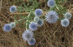 Echinops ritro 4.JPG