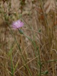 Centaurea scabiosa 3..JPG