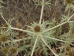 Eryngium campestre sec.JPG