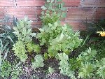 DSC00103r.JPG