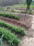 grand potager autre angle