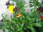 DSC04155.JPG