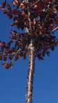 Prunus