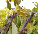 Cerisier en fleurs en Septembre