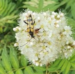 insecte jaune et noir.JPG