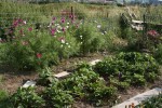 Le coin des fraises