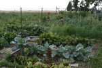 07-22 Le potager (13) [800x600].JPG