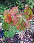 acer-rubescens_221001a.jpg