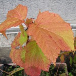 acer-rubescens_221001c.jpg