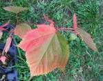 acer-rubescens_221001d.jpg