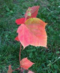 acer-rubescens_221004a.jpg