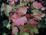 acer-tataricum-gin_220929a.jpg