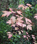 acer-tataricum-gin_221004a.jpg