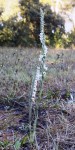 Spiranthes autumnalis.jpg