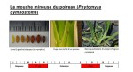 Calendrier vol mouche mineuse poireau 2.jpg