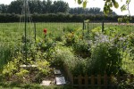 A l'intérieur des barrières, le coin des officinales.