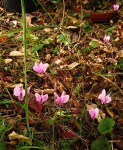 cyclamen_150911a.jpg