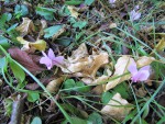 cyclamen_210917a.jpg