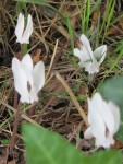 cyclamen-blanc_210921a.jpg