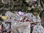 cyclamen_220915b.jpg