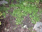 IMG_0369b.jpg