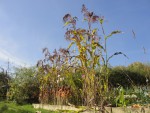 DSC01383.jpg