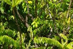 arbre fruitier tropical.JPG
