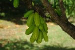 fruits.JPG