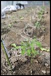 Tomate ORANGE BOURGUOIN -Plantation du 28-3
