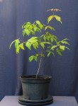 acer-triflorum_180624a.jpg