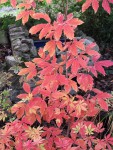 acer-triflorum_211025a.jpg