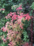 acer-triflorum_220929a.jpg