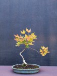 acer-trunc-01_221004b.jpg