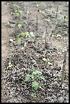 Rangée de Tomates mises le 28-3