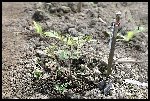 Tomate PRUNE NOIRE